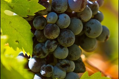 <a href="https://www.flickr.com/photos/mikealex/6150655407" target="_blank">Pelješac grapes, &copy; by Mike Alexander, on Flickr</a>